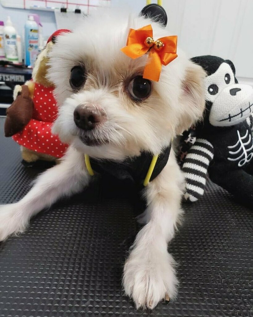 topdogwash_SD's tweet photo. Just chillin with the homies! #nevertoolate #spookypuppies #topdogwashandgroom #dirtymuttsdrivemenuts #dogsofadamsave #puppiesinthetub https://t.co/HJZlDiJJRN