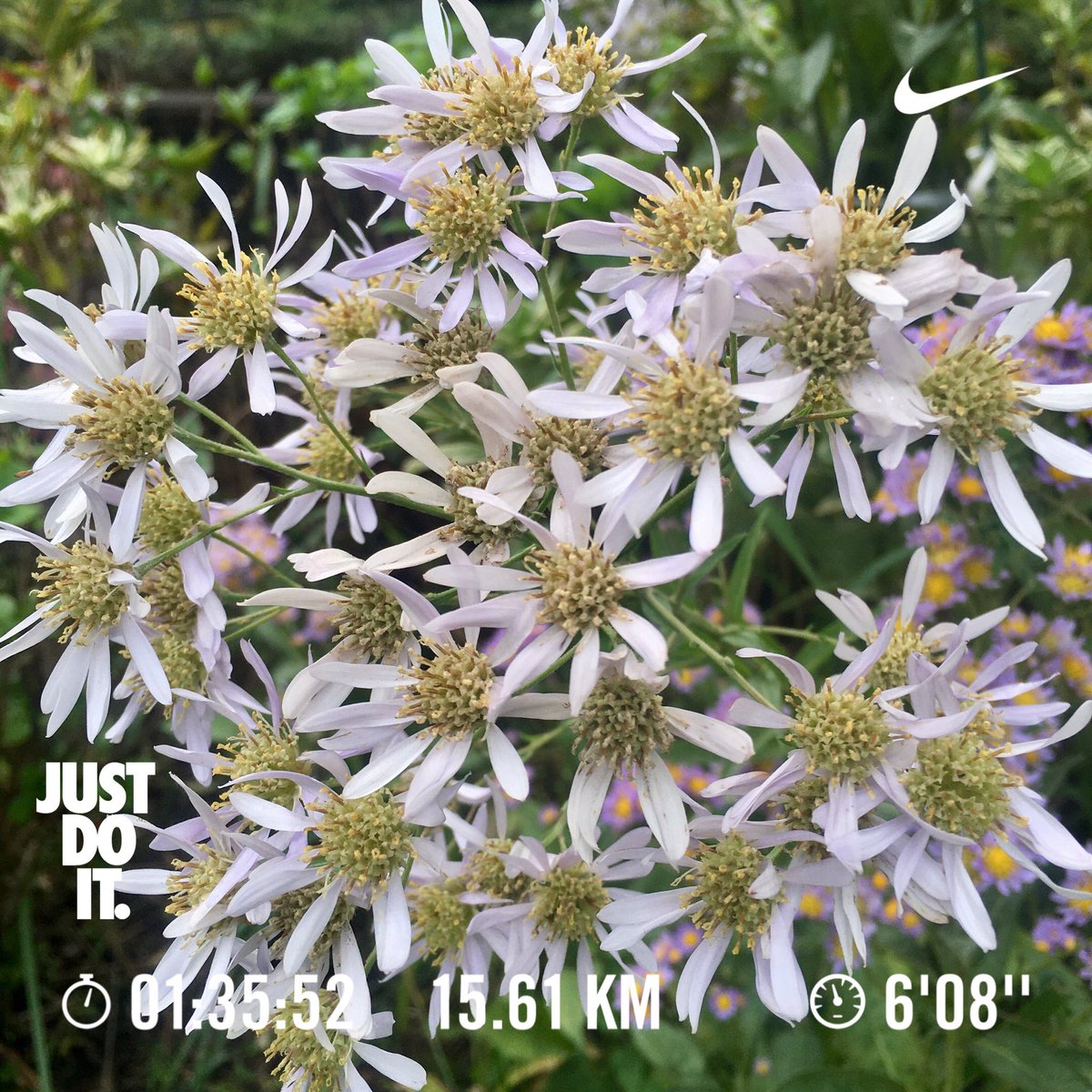 tamakoto55's tweet photo. Have a nice day☁️ & nice running! 👟
Today’s 🏃♂️:15.6km /Nov.Σ:45.0km
Today’s 🌸📷:TamaCity Tokyo🇯🇵
🏃♂️➡️ #NRC #JustDoIt #nikeplus #run #朝ラン #ランニング #runner #雨天 #長池公園 #築池 #尾根緑道
🌼➡️ #花写真 #花写っと #flower #nature #シオン #AsterTataricus https://t.co/9sak11FzSE