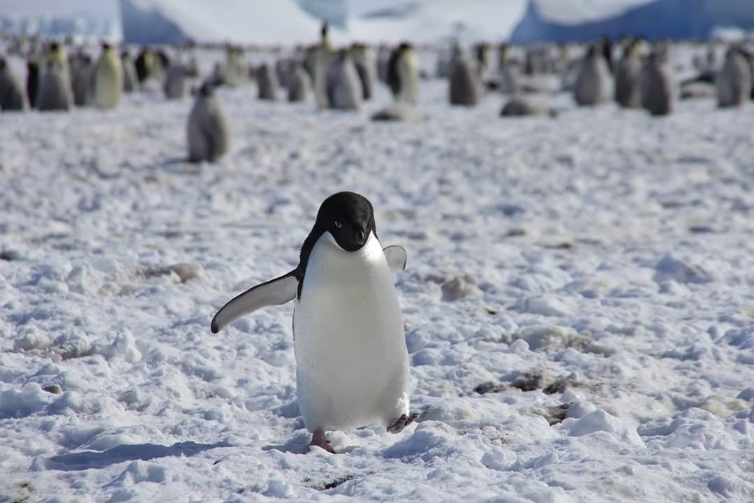 penguins ♡ tweet media