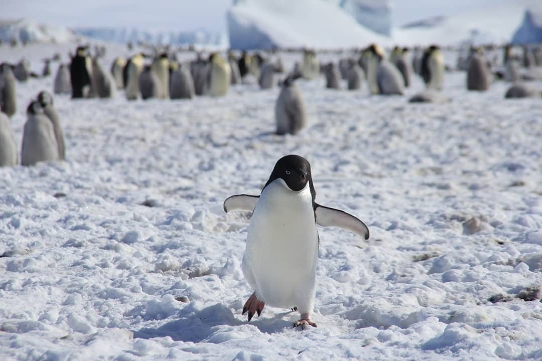penguins ♡ tweet media