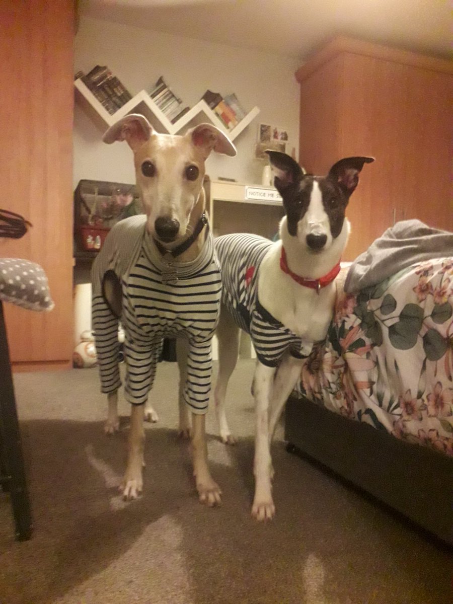 Its called Fashion Sweetie, Look it up! 😎

Did you know Stripes are in season? Myself and Foster Hound Skylar are looking fab in our stripey attire, dont you think??

#twitterhounds #greyhounds #twitterdogs #dogsoftwitter #petsoftwitter #houndsoftwitter #petsnotbets #dogpjs