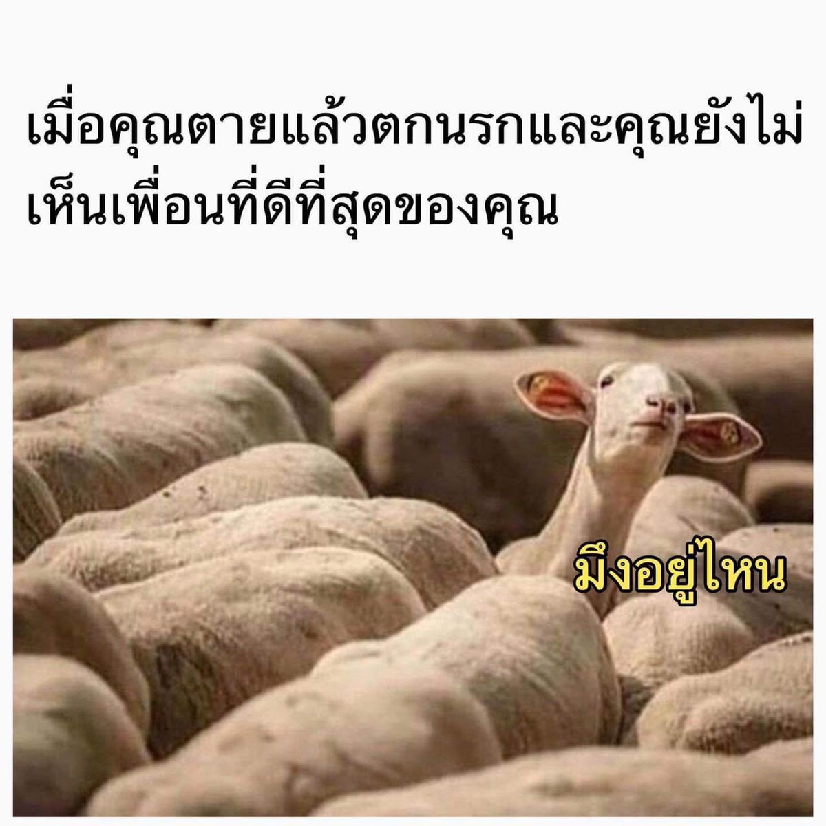 สัส55555555555555555555555