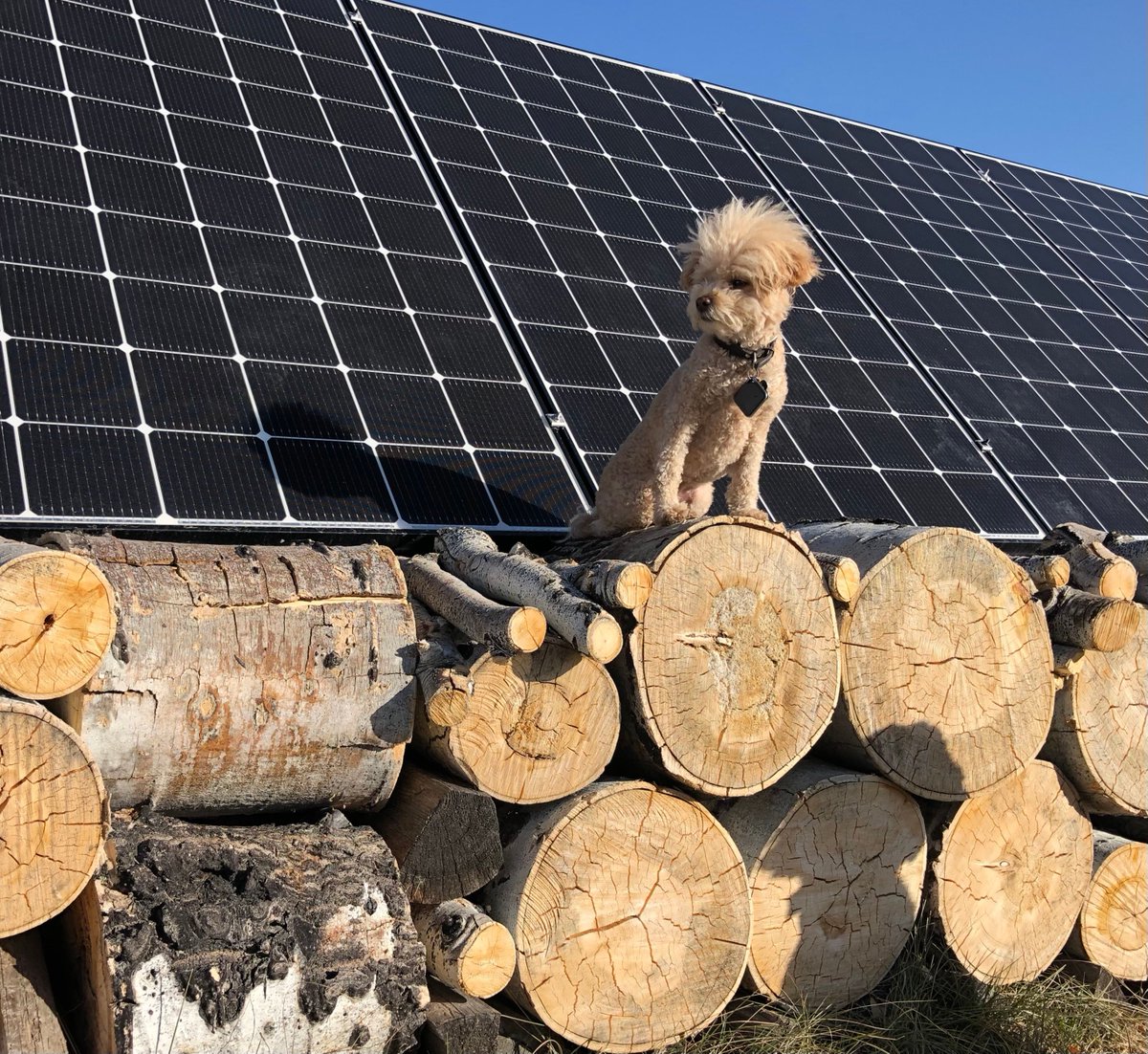 CEsolar_com's tweet photo. Check out Harper Jane Griswold standing guard over her Creative Energies solar array. This Solarpup is absorbing the rays in style! #WeDoSolar #WooftopSolar #RenewableEnergy #SolarEnergy https://t.co/tgWv9bp6pN