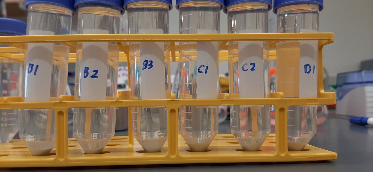 Sam Apodaca (@samapodaca_) on Twitter photo Completed second time point of the evolution today, yeast seem to be growing well! #KGSlabEvolves <a href="/KaraSchmidlin/">Kara Schmidlin</a> <a href="/KSamerotte/">KerryGeilerSamerotte</a> Completed second time point of the evolution today, yeast seem to be growing well! #KGSlabEvolves <a href="/KaraSchmidlin/">Kara Schmidlin</a> <a href="/KSamerotte/">KerryGeilerSamerotte</a>
