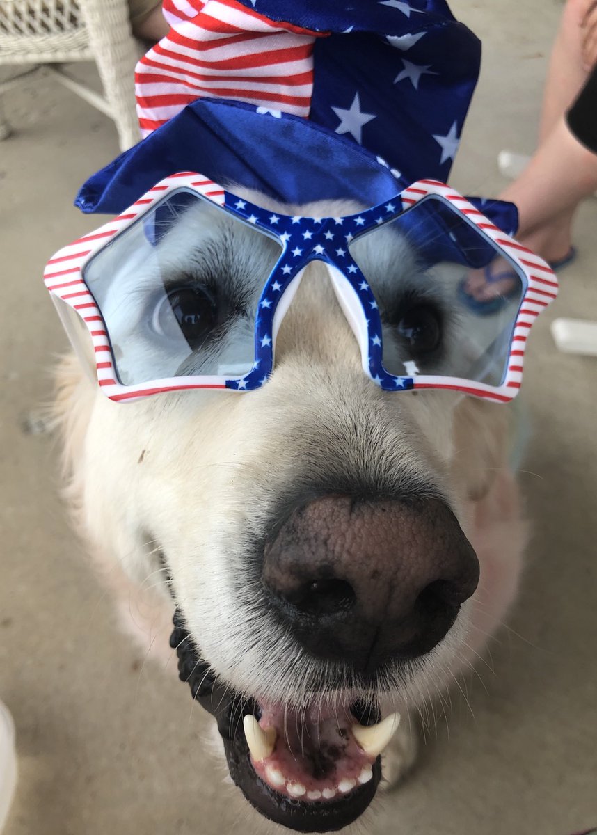 therapy_jake's tweet image. While everyone spends their day voting tomorrow, I will be launching a campaign to replace all political commercials with PSA’s containing information on where you can find a local therapy dog to hug. #itsalmostover #dogsoftwitter #zoomdog #VOTE @dogcelebration @WeLoveDogsUSA