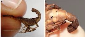 Scorpions are amazing, if their stinger gets lodged in an enemy they can detach it & run away while it continues to pump venom. However after this they’ll pretty much be constipated to death - their anus is inside their tail. It will gradually fill up with poo until it explodes.