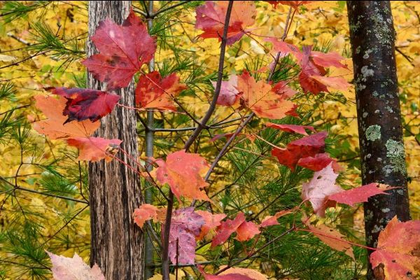 lifepnet's tweet photo. November 2020 Newsletter - https://t.co/SrVQS7w3zD https://t.co/BYKLFzvMwQ