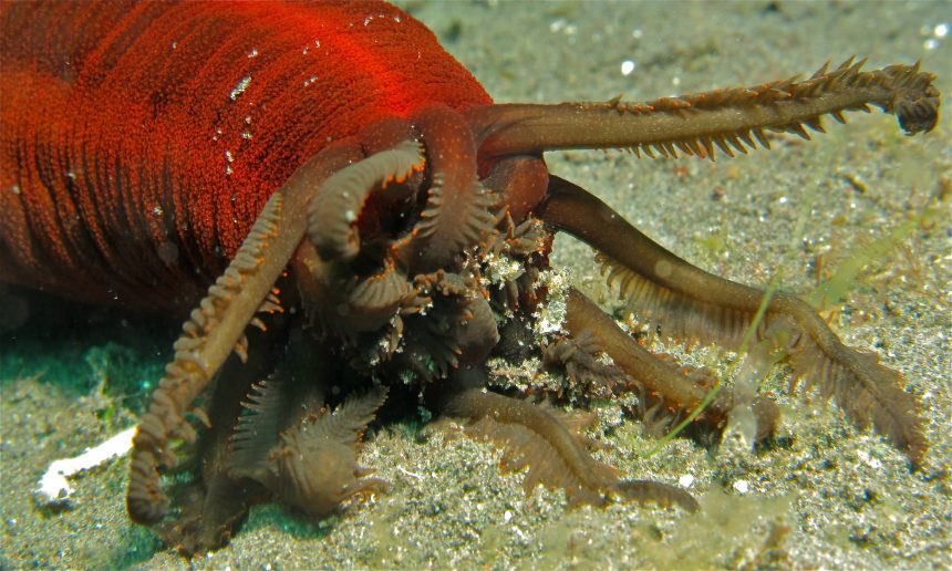 Sea cucumbers are nasty ass creatures. Many species & all have one thing in common - they eat shit. Their defence mechanism vary tho. My favourite are the ones that violently contract their muscles and spew some internal organs out their anus at enemies. Which they regenerate.