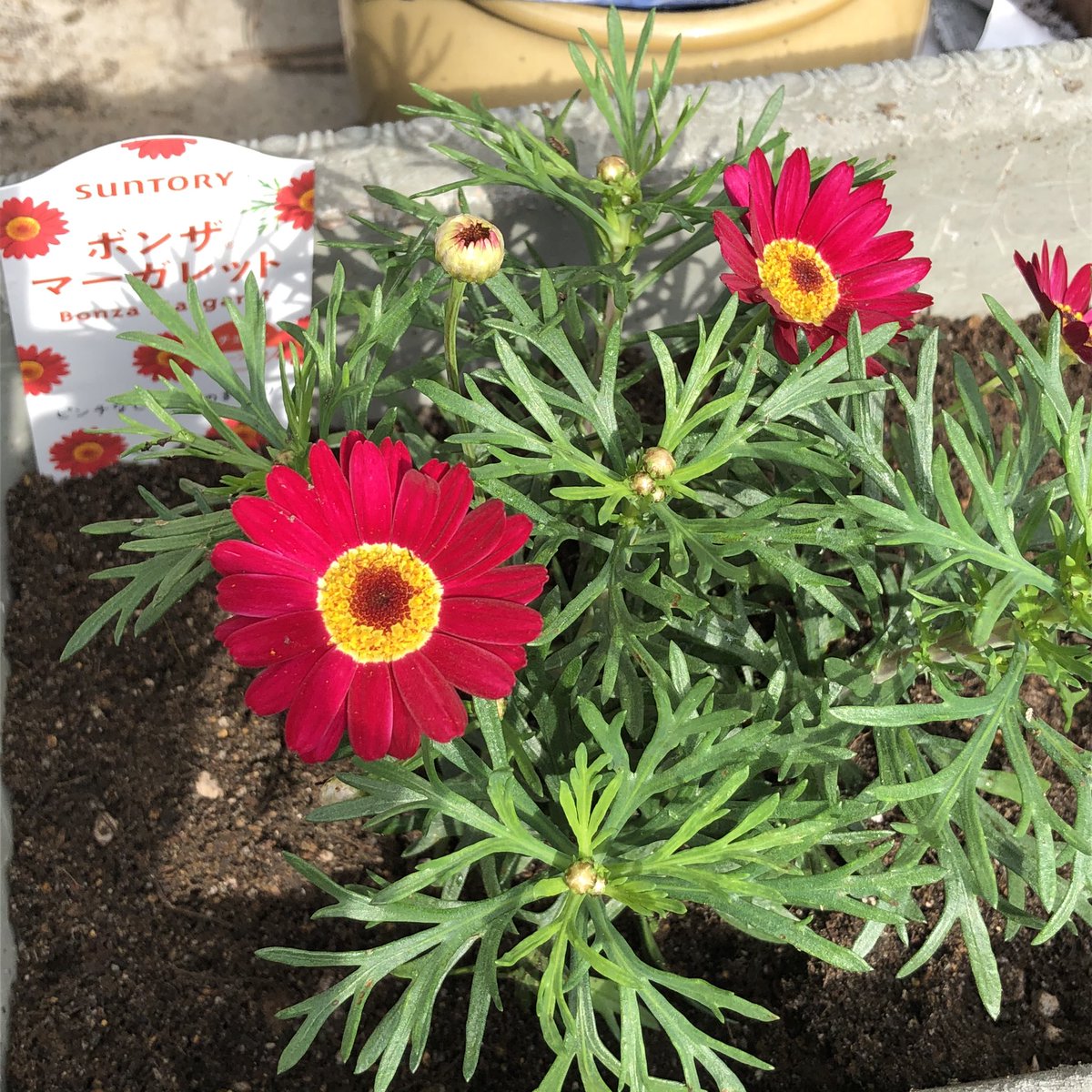 お庭の花が元気やよ みんな可愛い 咲いてくれてありがとう 庭の花 マーガレット ガーデンマム ティフォシー マリーゴールド ツイレポ