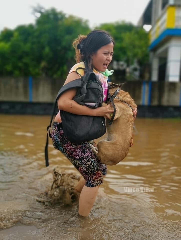 AKFanimalrescue's tweet photo. We may have seen some evacuating pet owners in Bicol bringing their cats and dogs to safety but the reality is far from ideal. Many more animals were left to suffer and die. They have lives and deserve to be saved. #AKFAnimalProtection #NoAnimalsLeftBehind, https://t.co/ZWllfa3SGT