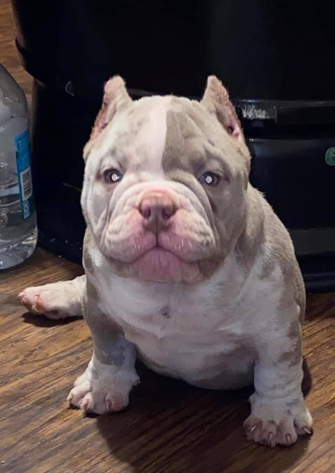 bonesherradura's tweet image. Ms. Boujee! #newestaddition