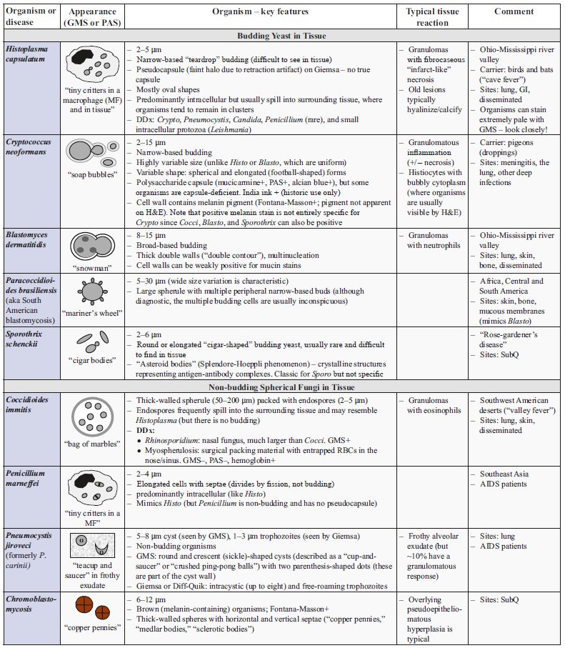 natasharekhtman's tweet photo. Can’t keep all these small yeast in tissue straight?  Here is a cheat sheet (from #QRHSP) for anyone cramming for the boards... or looking for even more distraction. 4/ https://t.co/fvtRbJtf5W