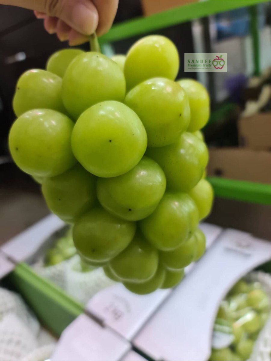 SandeeFruits's tweet photo. สวัสดีค่ะ เปิดร้านรับออเดอร์แล้วนะคะ😋
ผลไม้พร้อมส่งวันนี้
🍇องุ่นมัสคัต จากเกาหลี
🍎แอปเปิ้ลโตกิ จากญี่ปุ่น(ลูกเล็ก) 
🍎แอปเปิ้ล Fuji ญี่ปุ่น
ออเดอร์ได้เลยค่าาาาา❤️❤️ https://t.co/fHnXmT3180