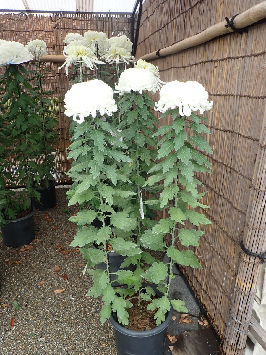 神代植物公園 ニュース در توییتر スタッフより 園芸係 現在 菊花大会を開催中 11月6日 土 には 最高審査が行われ賞が決まります 今回は 菊の仕立て方 観賞のポイントを紹介します 写真は 盆養 大菊三本仕立て 1本の菊を3本に分岐させて それぞれ