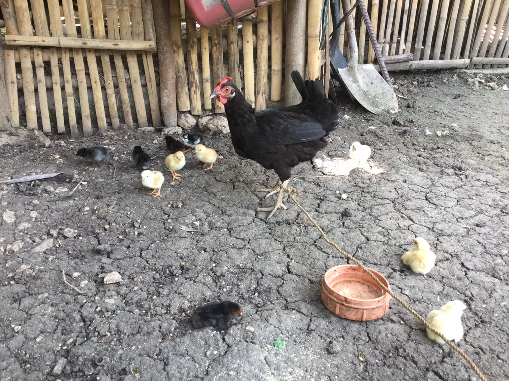 SanshinriderJO's tweet photo. 私達🇯🇵🇵🇭住居兼店舗の鶏🐔小屋に沢山のひよこ🐥が孵りました🐣
可愛い😍💕
#フィリピン #セブ #JUJE #サリサリストア #鶏 #ひよこ #可愛い https://t.co/sFGKlNnMx7