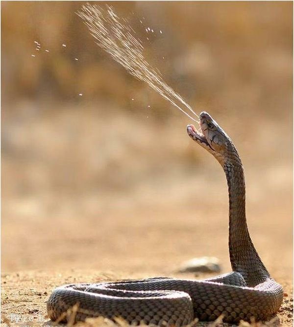 King cobra venom isn’t the most potent amongst snakes, however a single bite has enough neurotoxin to kill 20 people or even an elephant.