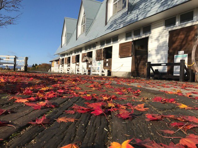ひるがの高原 牧歌の里 公式 ８時３０分現在 牧歌の里です 天気 晴 気温 ６ ５ 昨日の雨は上がり青空が広がっている 牧歌の里です 牧舎前は落ちたもみじの葉っぱの絨毯ですね 天気予報では今夜は標高の高いところでは雪の予報 暖かい服装で