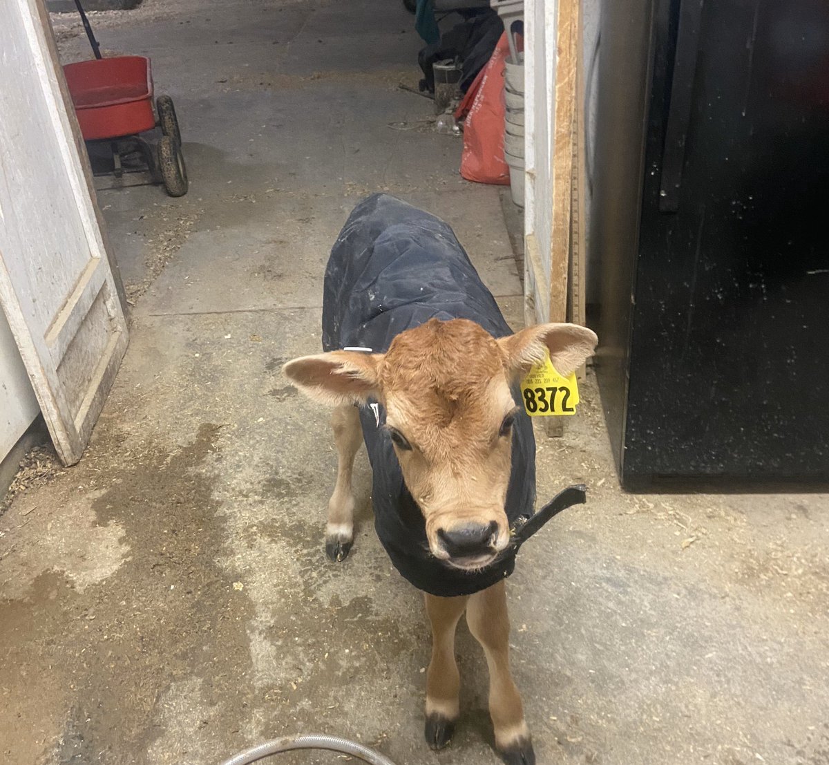 ChittendenNate's tweet photo. When you don’t feel like waiting for dinner to be brought to your table and instead decide to mosey on into the kitchen. #Farmlove https://t.co/EhenEyc8mL
