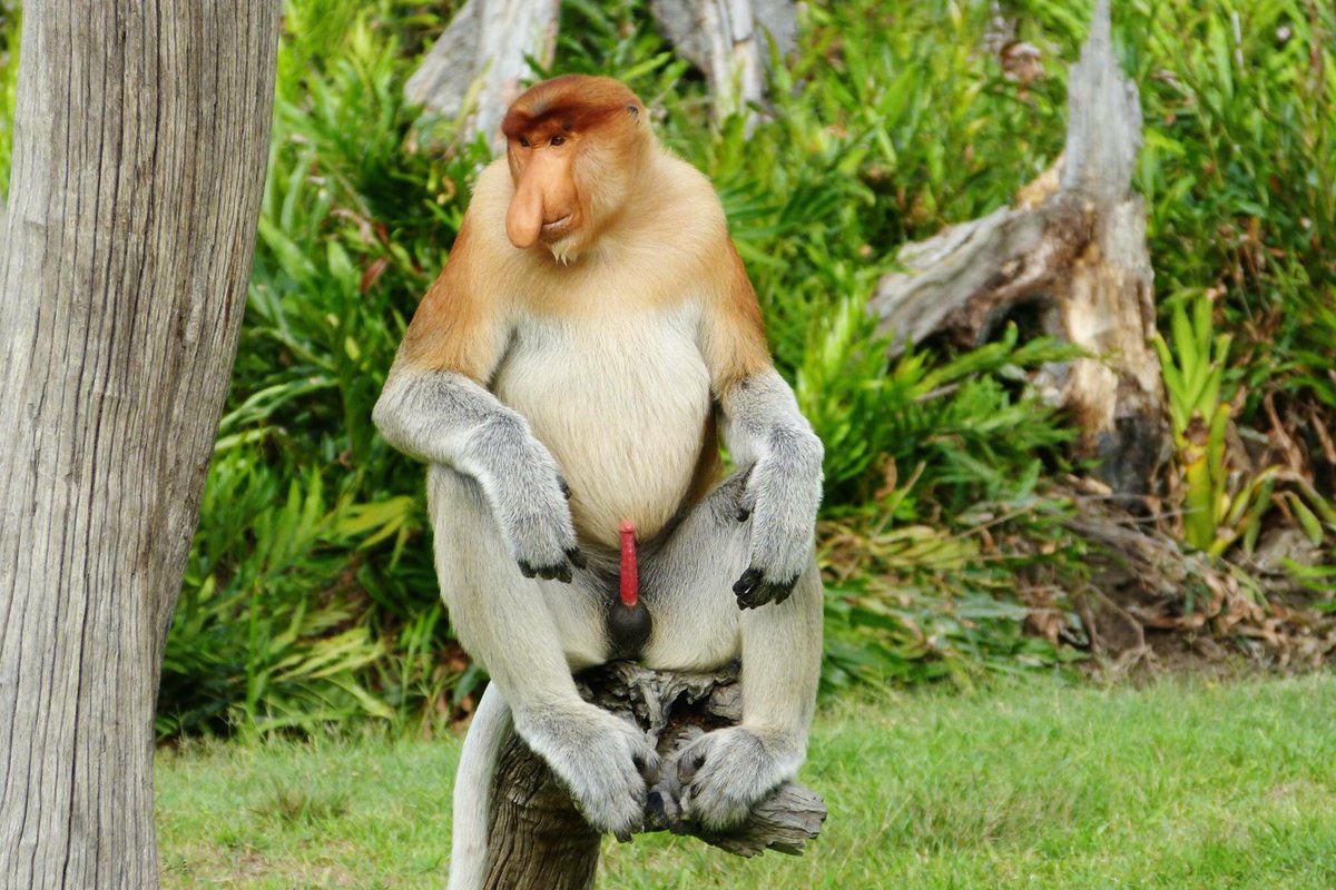 Proboscis monkeys shake their boners at predators to scare them off.