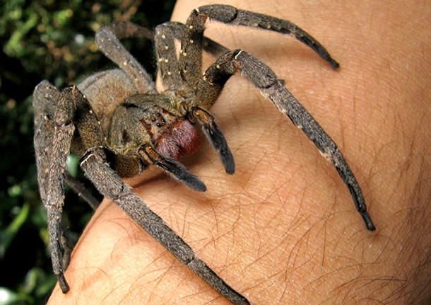 If you want a raging boner then forget viagra! Just get a bite from a Brazilian wandering spider. I’m sure you can look past the intense pain and increase in blood pressure for a few hours 