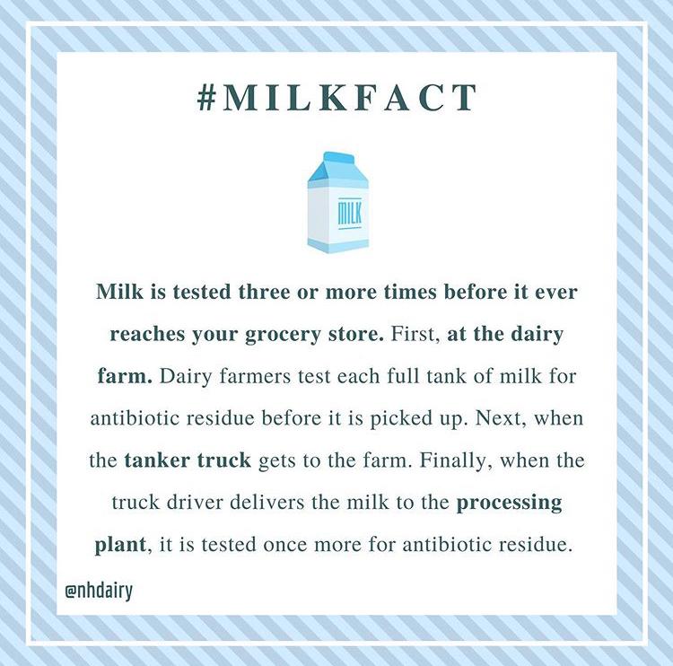 FeedTheDialogue's tweet photo. There are no antibiotics in your milk! If a cow needs antibiotics to keep them healthy, they are watched carefully and have a time period where they will not be milked. The milk itself is also rigorously tested to ensure that it's safe, so drink up! Granite State Dairy #FeedT... https://t.co/sLrCJTzeU4