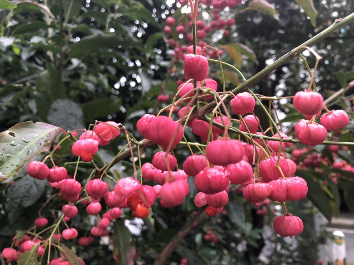 セイヨウマユミ