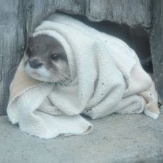 OtterlyAmazing1's tweet photo. Weather’s getting colder, so it’s time to get cozy:) 
#OtterlyAmazing #cozyotter #cuteanimals #otterlover https://t.co/1QUYgww85z