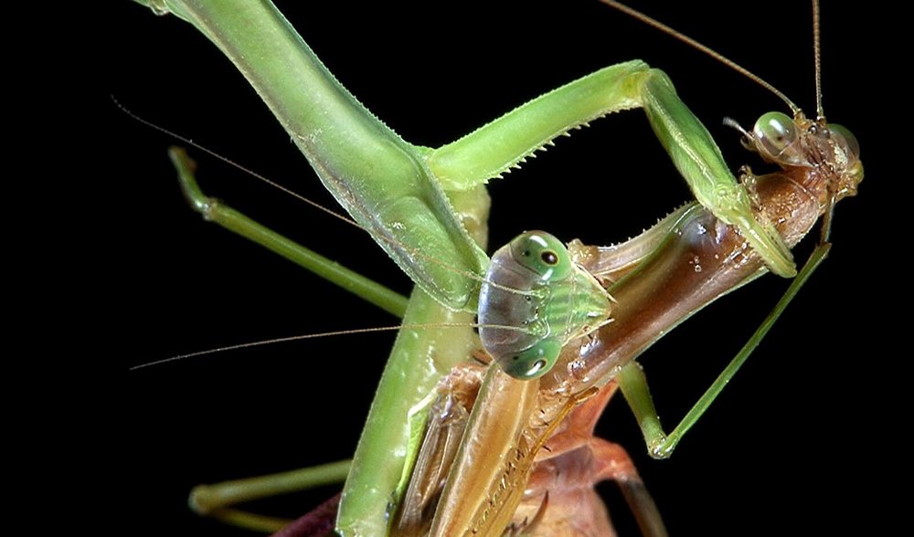 Octopuses aren’t the only ones who kill their partners. The female praying mantis will often kill her mate after sex, after she has stored sperm for later to fertilise eggs. Some males will actually offer themselves up as a meal for their newly impregnated partners.