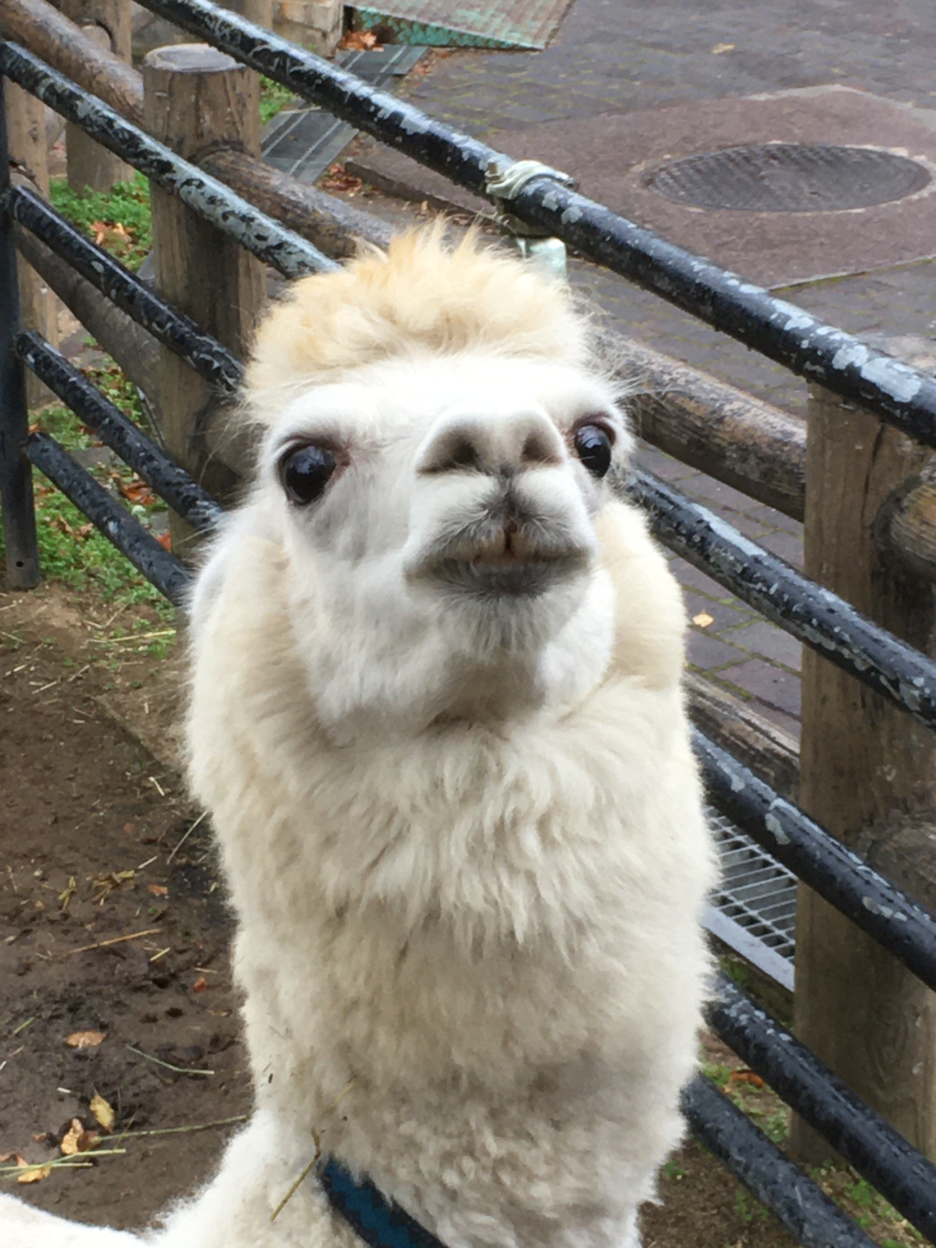 盛岡市動物公園 Zoomo 夏から肌荒れと脱毛の治療を続けているアルパカ のメス モコ ですが なかなかガンコな菌で 継続して薬を塗っています 慣れたものでスムーズに薬は塗れるのですが モコ はその後のツバ吐きまでスムーズに発射することを憶えた