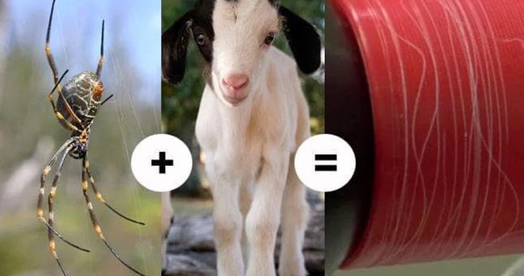 Scientists have created spider goats - genetically modified goats with spider genes and silk in their milk. They look completely normal and only about 1/70000th spider (give or take). The “biosteel” silk fabric is 5x as strong as steel, one of the strongest materials in nature.