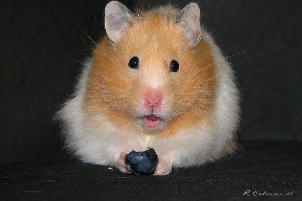 Hamsters can also be cannibalistic. Some mothers have been observed to eat their very much alive babies.
