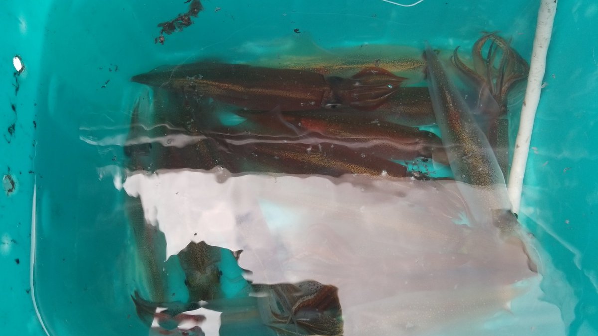 angler_macmos's tweet photo. いい群れあたった！
単発だけど…
スルメ混じりで15
🦑🦑🦑🦑🦑🦑🦑🦑🦑🦑
🦑🦑🦑🦑🦑
追いこむぞー https://t.co/3u3HSOffX1