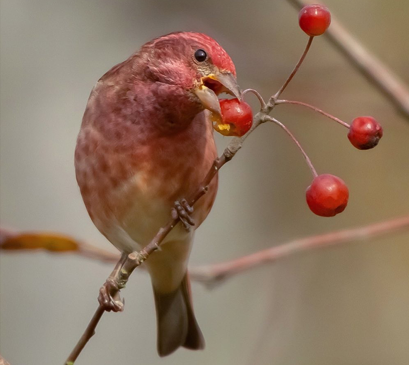 BCWildlife's tweet photo. It's #Monday!π€ Don't forget to be as awesome as this great shot of a #finch taken by this week's #BCWFPhotoContest winner kate.mckeown! Congratulationsπ Keep tagging us in your photos for a chance to win and be featured! #MondayMotivation #wildlifephotography #conservation https://t.co/0dOBv6tuv1