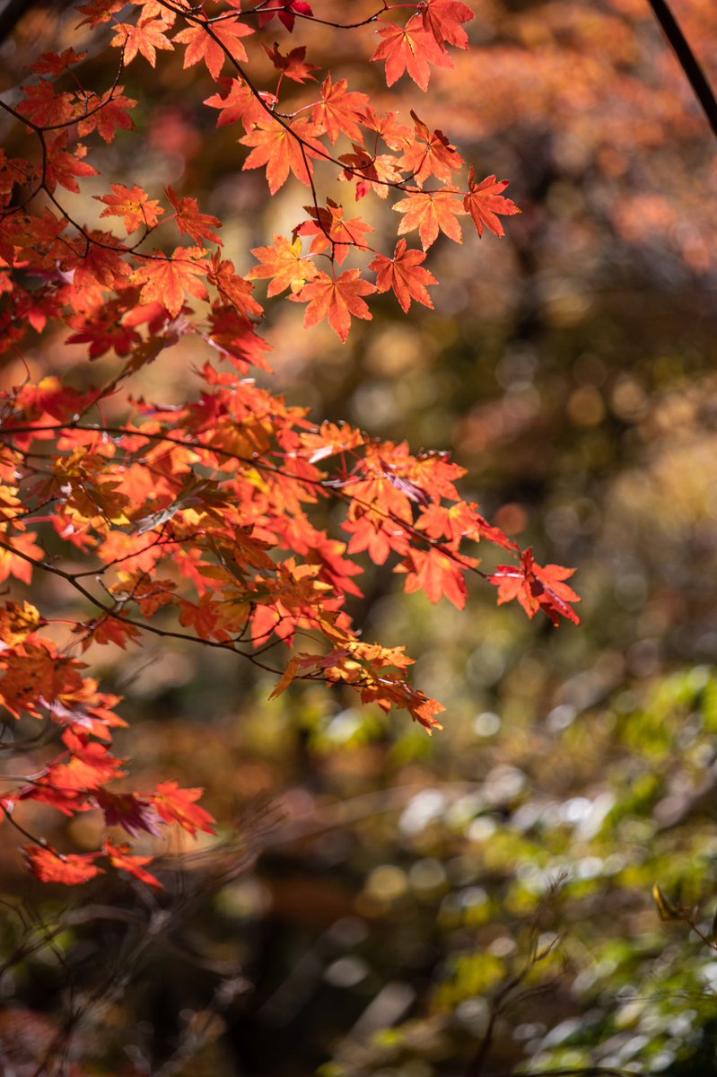 erisenseidesu's tweet photo. 秋🍁のマゼノを満喫 https://t.co/dDbLdO1vlI