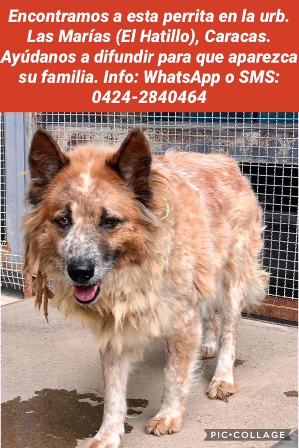 PerroUsuario's tweet image. #EXTRAVIADA El Hatillo RT @jherrera1800:  @ElHatillo @NevadoElHatillo