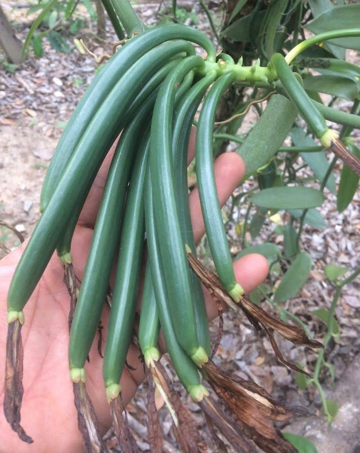 A pod of vanilla beans almost ready to harvest.
#vanilla #vanillabean #vanillaplanifolia #pompona #vanillapompona #vanillabeans #mexican #mexicanvanilla #mexicanvanillabeans #vanillabakery #vanillasugar #vanillacookies #baking #vanillaplant #orchid #vanillaaroma #mexicanproduct
