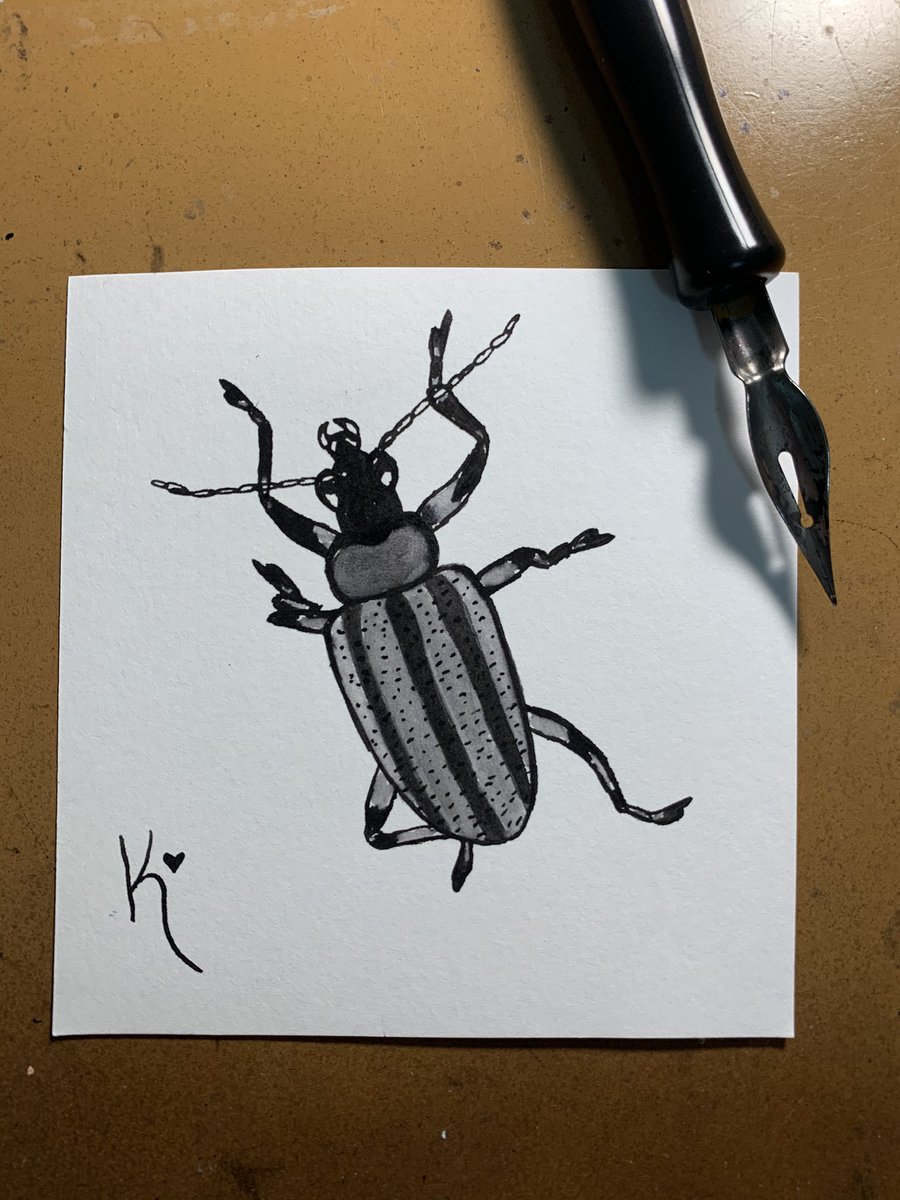 Keishlaaaaa_'s tweet photo. Cucumber beetle. #ink #art #plumilla #inkart #beetledrawing https://t.co/5lv0YAJyiu