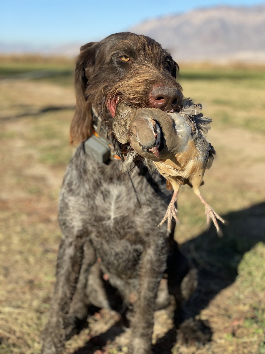 jchotz's tweet image. Day 20 - #versatiledog FTW. Hunting ducks from inside the decoys in SLC then an afternoon introducing some newbies to put-n-take. Bluebird skies &amp;amp; stale ducks working against us. Try another strategy tomorrow. #duckhunting this early is always a crapshoot. It’s always worth it.