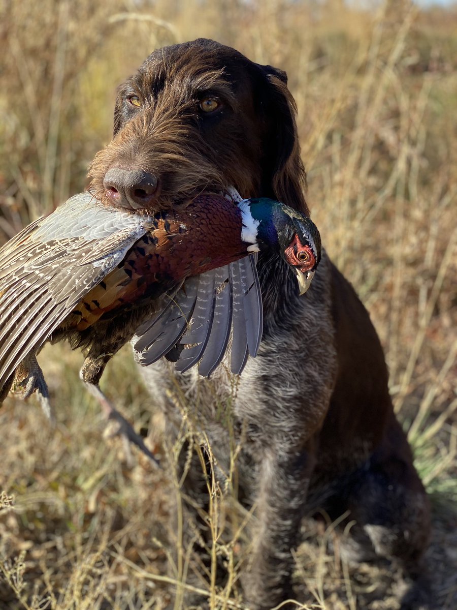 jchotz's tweet image. Day 20 - #versatiledog FTW. Hunting ducks from inside the decoys in SLC then an afternoon introducing some newbies to put-n-take. Bluebird skies &amp;amp; stale ducks working against us. Try another strategy tomorrow. #duckhunting this early is always a crapshoot. It’s always worth it.