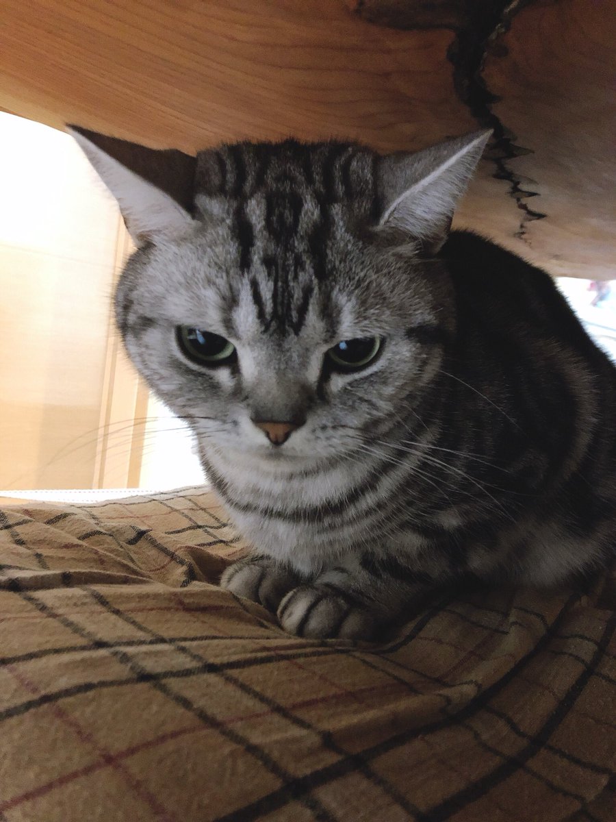 徒然ふくさん アメショ 端っこチャレンジ 猫好き 猫 イラスト 猫のいる生活 猫のふくさん 猫のいる暮らし 猫好きさんと繋がりたい アメショ アメリカンショートヘア