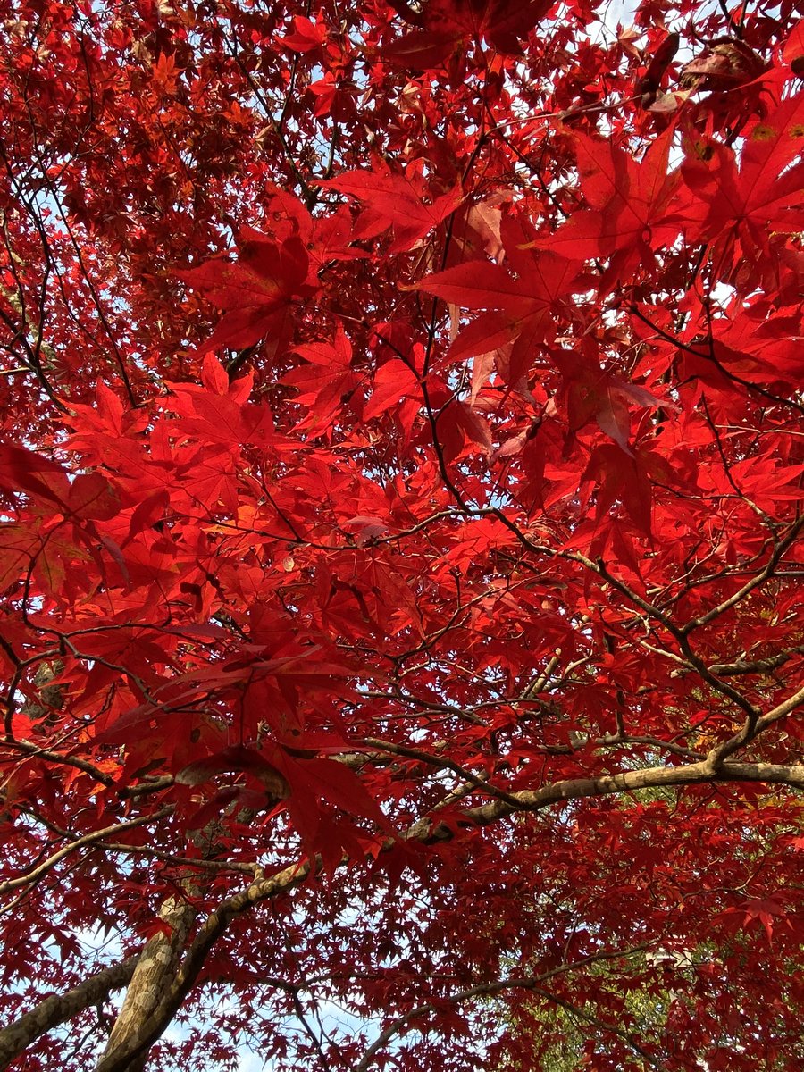 「せっかくの祝日なので見頃の紅葉を? 」|七原しえ@イラストレーター ShieNanahara/画集『緋花』のイラスト