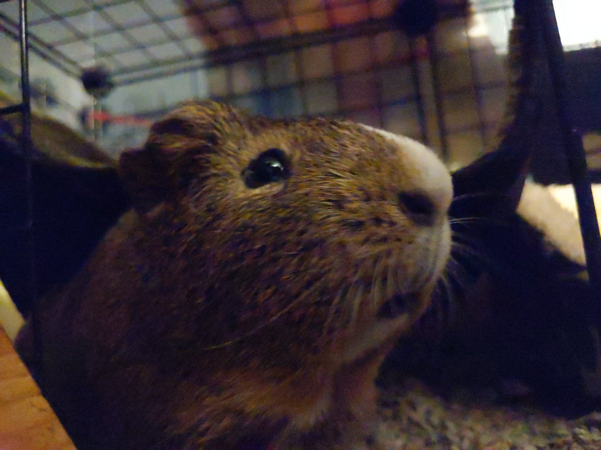 moss_bayer's tweet photo. @julesjellyfish pepper is here for moral support https://t.co/OZJbnkgH2t