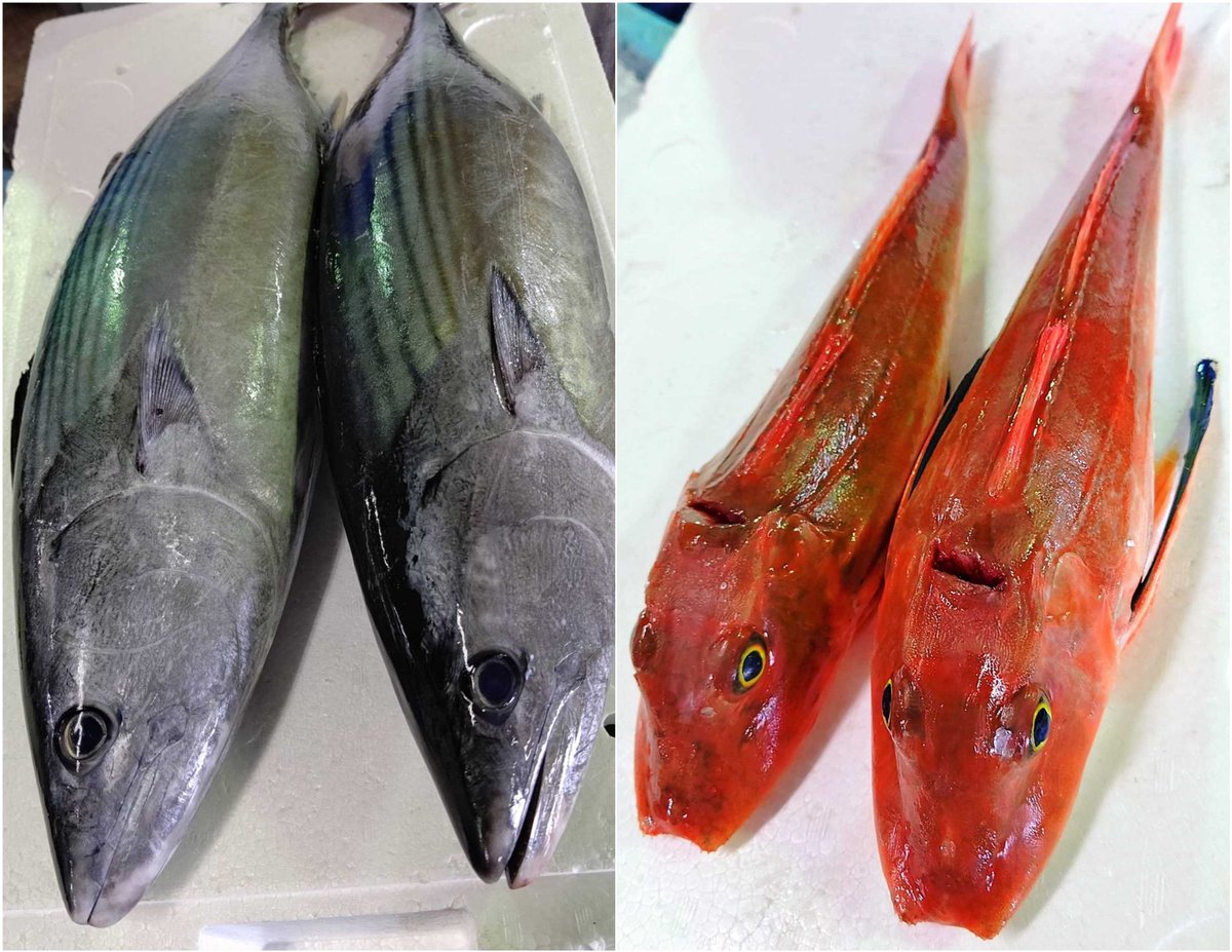 山陰浜田港 渡辺鮮魚店 Tachi Suzunari そして本日も行きますよー ハガツオ ホウボウ アオリイカ メジナ アジ 浜田港四季のお魚 山陰浜田港 浜田港 鮮魚 鮮魚仲買 目利き 栂野恭範 渡辺鮮魚店 Watanabesengyo 日本海 日本海西部 魚って 山陰浜田港 渡辺鮮魚店 Tachi Suzunari そして本日も行きますよー ハガツオ ホウボウ アオリイカ メジナ アジ 浜田港四季のお魚 山陰浜田港 浜田港 鮮魚 鮮魚仲買 目利き 栂野恭範 渡辺鮮魚店 Watanabesengyo 日本海 日本海西部 魚って