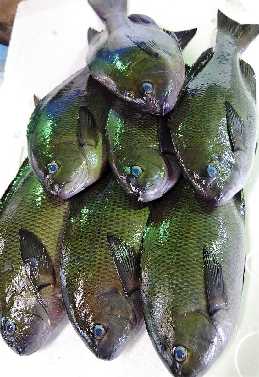 山陰浜田港 渡辺鮮魚店 Tachi Suzunari そして本日も行きますよー ハガツオ ホウボウ アオリイカ メジナ アジ 浜田港四季のお魚 山陰浜田港 浜田港 鮮魚 鮮魚仲買 目利き 栂野恭範 渡辺鮮魚店 Watanabesengyo 日本海 日本海西部 魚って 山陰浜田港 渡辺鮮魚店 Tachi Suzunari そして本日も行きますよー ハガツオ ホウボウ アオリイカ メジナ アジ 浜田港四季のお魚 山陰浜田港 浜田港 鮮魚 鮮魚仲買 目利き 栂野恭範 渡辺鮮魚店 Watanabesengyo 日本海 日本海西部 魚って