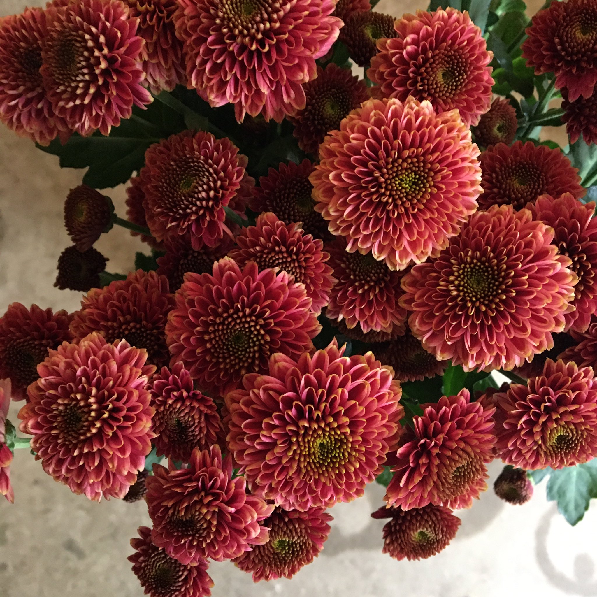 تويتر D Ici Peu على تويتر 毎日ひと花 スプレーマム プリティーミックス T Co Ekqkdld4t6