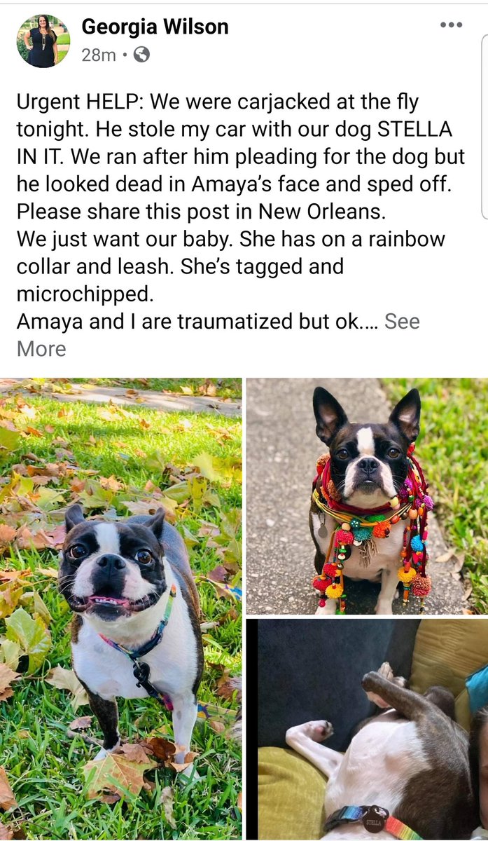 My friend was carjacked tonight and her dog was stolen! She wants the dog back. Please repost! #nolatwitter