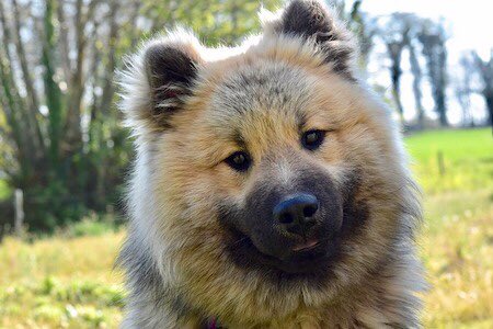 okay i’ve made up my mind. gotta be the noble Eurasier— an amalgam of the Keeshond, the Samoyed, and the Chow Chow, mixed together specifically to form a robust, healthy dog optimal for companionship and dignity
