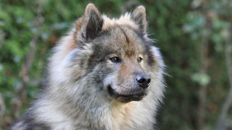 okay i’ve made up my mind. gotta be the noble Eurasier— an amalgam of the Keeshond, the Samoyed, and the Chow Chow, mixed together specifically to form a robust, healthy dog optimal for companionship and dignity