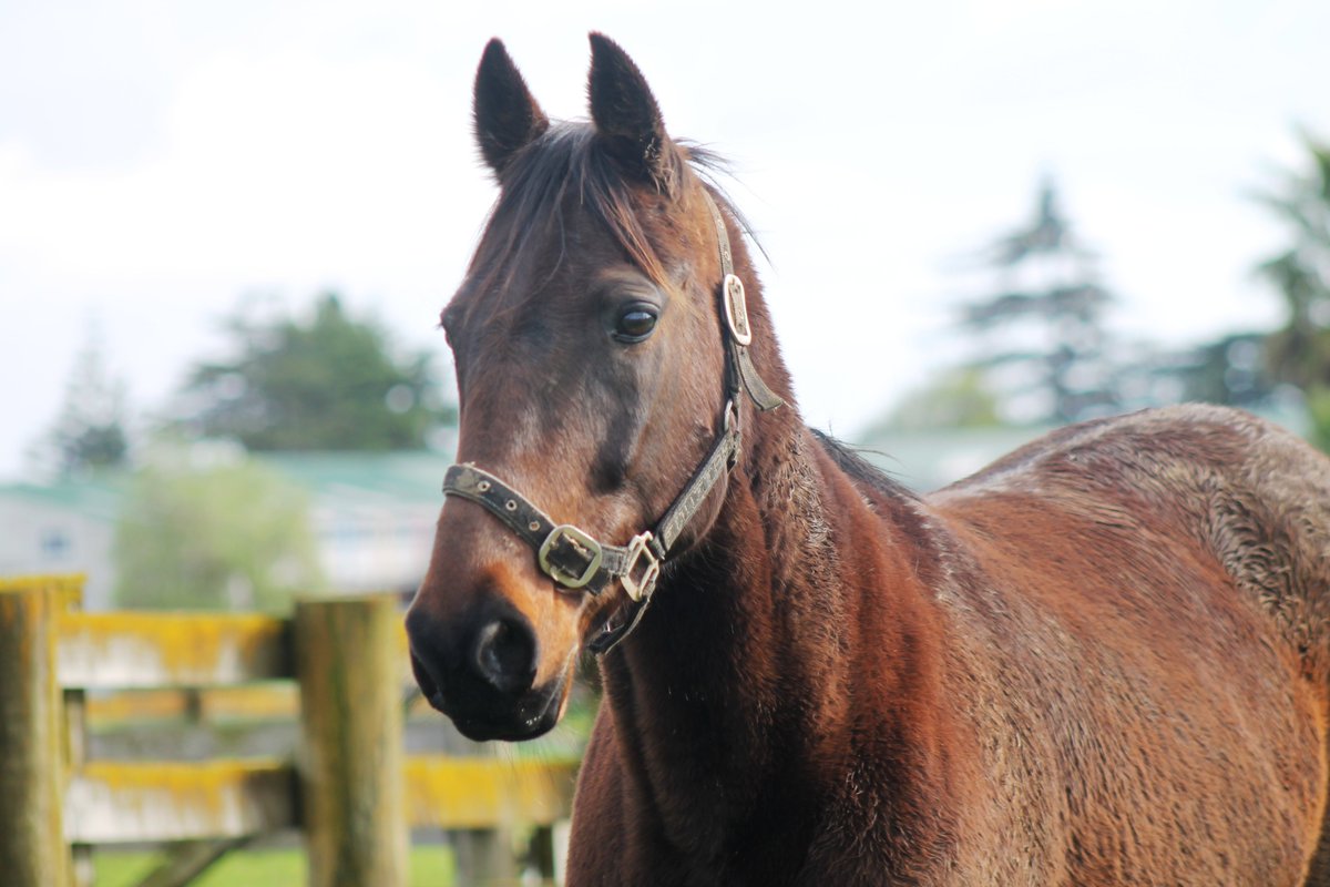 Ahead of #GuyFawkes this week, SPCA is urging New Zealanders to be mindful of firework use in proximity to animals, large and small. spca.nz/news-and-event…