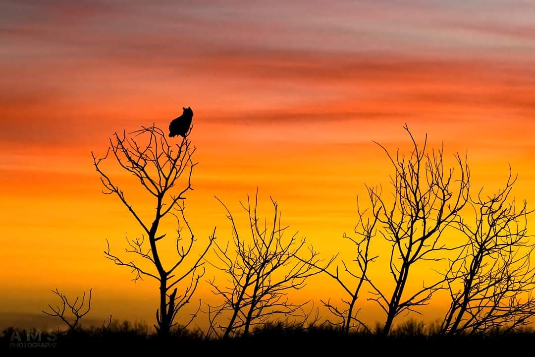 k8esue's tweet photo. Too pretty not to share this shot Aaron snagged at sunset last night.
#gho #owls #sunsetphotography #NaturePhotography #restoring71 https://t.co/FNGxZ56eE3
